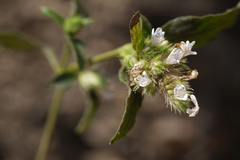 Staurogyne zeylanica